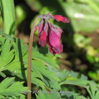 Dicentra formosa