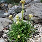 Armeria maritima 'Armada White' - 