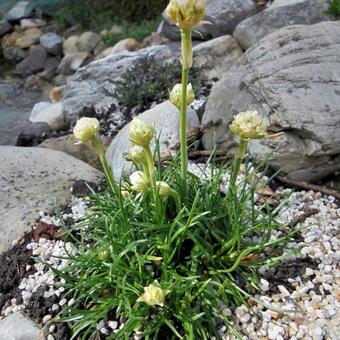 Armeria maritima 'Armada White'