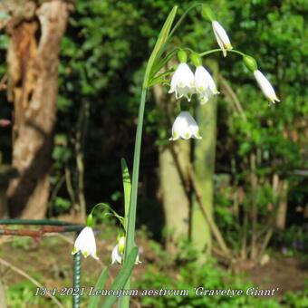 Leucojum aestivum 'Gravetye Giant'