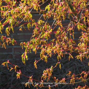 Acer palmatum 'Asahi zuru'