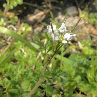 Cardamine hirsuta