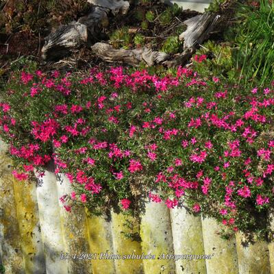 Phlox subulata 'Atropurpurea' - Phlox subulata 'Atropurpurea'