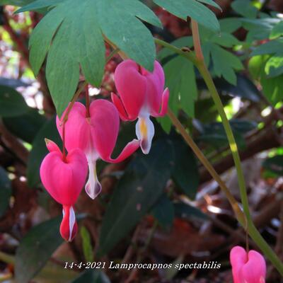 Lamprocapnos spectabilis - Tränendes Herz - Lamprocapnos spectabilis