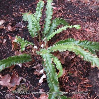 Asplenium scolopendrium 'Angustifolia'