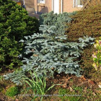 Picea pungens 'Glauca Procumbens'