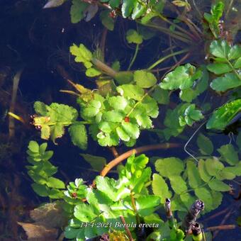 Berula erecta