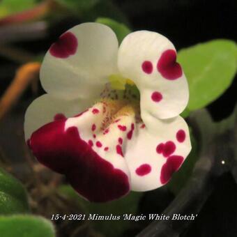 Mimulus 'Magic White Blotch'