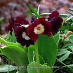 Primula auricula 'Argus' - 