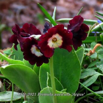 Primula auricula 'Argus'