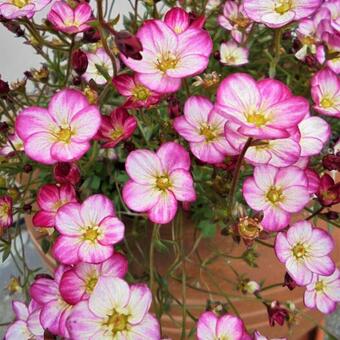 Saxifraga x arendsii 'ALPINO Early Picotee'