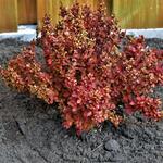 Berberis thunbergii 'Lutin Rouge' - 