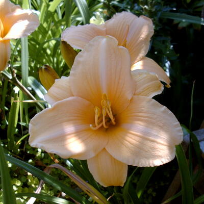 Hemerocallis 'Frances Fay' - 