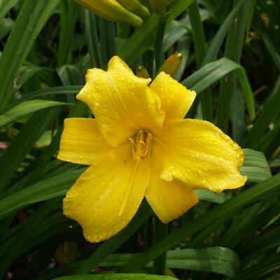 Hemerocallis 'Mary Todd' - Hemerocallis 'Mary Todd'