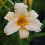 Hemerocallis 'Curls' - Hemerocallis 'Curls'