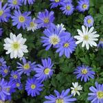 Anemone blanda Mix - 