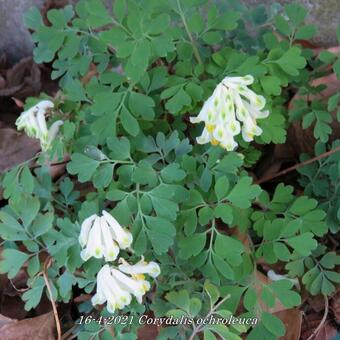 Corydalis ochroleuca