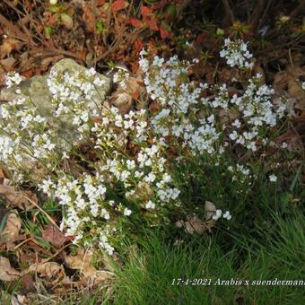 Arabis x suendermannii