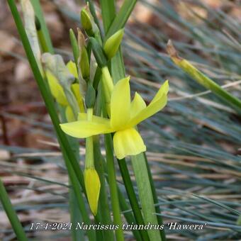 Narcissus triandrus 'Hawera'