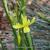 Narcissus triandrus 'Hawera'