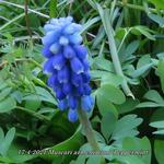 Muscari armeniacum 'Peppermint' - 