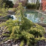 Cedrus deodara 'Golden Horizon' - 