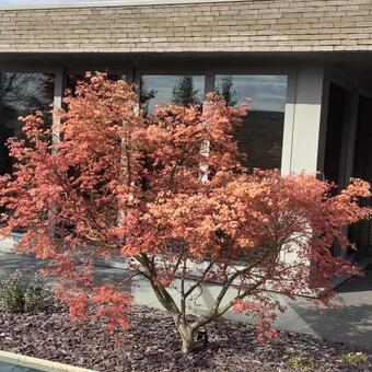 Acer Palmatum 'Deshojo'