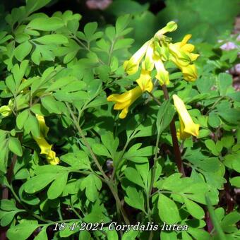 Corydalis lutea