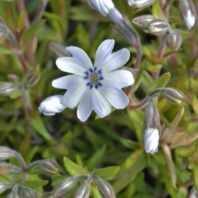 Phlox subulata 'EARLY SPRING Blue' - 