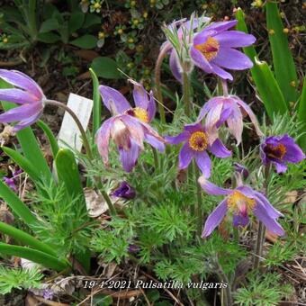 Pulsatilla vulgaris