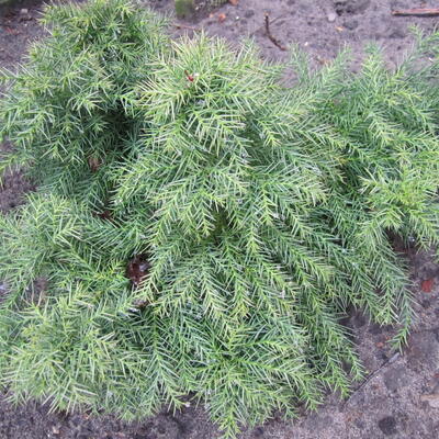 Cryptomeria japonica 'Monstrosa Nana' - 