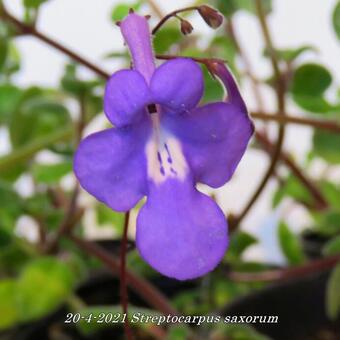 Streptocarpus saxorum