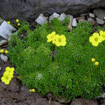 Draba densifolia - 