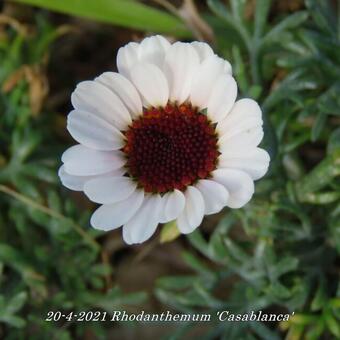 Rhodanthemum 'Casablanca'