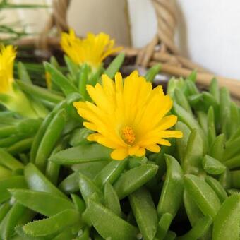 Delosperma congestum 'Yellow'