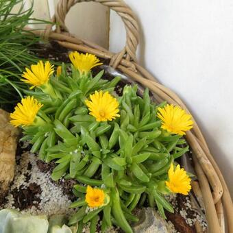 Delosperma congestum 'Yellow'