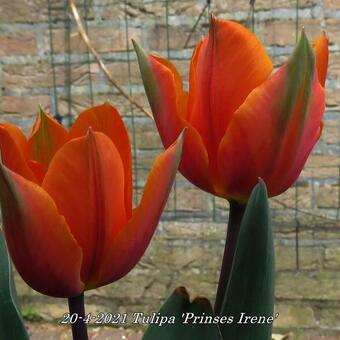 Tulipa 'Prinses Irene'