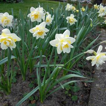 Narcissus 'Replete'