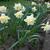 Narcissus 'Replete'