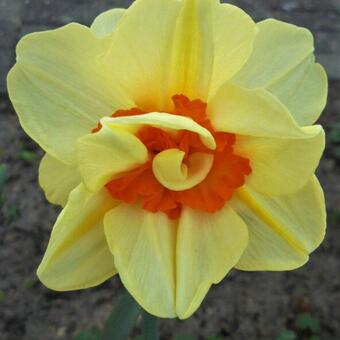 Narcissus 'Tahiti'