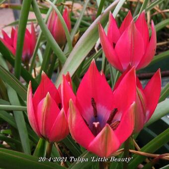 Tulipa 'Little Beauty'