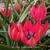 Tulipa 'Little Beauty'