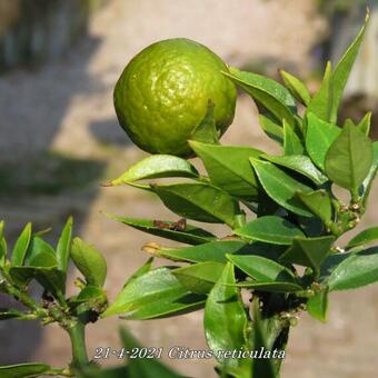 Citrus reticulata