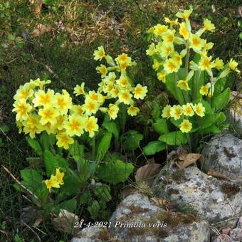 Primula veris