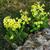 Primula veris