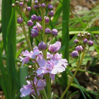 Cardamine pratensis 'Flore Pleno'