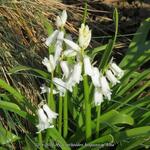 Hyacinthoides hispanica 'Alba' - 