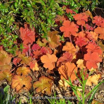 Heuchera 'Caramel'