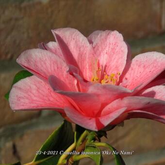 Camellia japonica 'Oki No Nami'