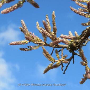 Wisteria sinensis 'Amethyst'